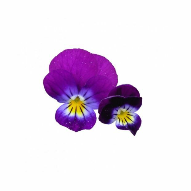 Violet tricolore