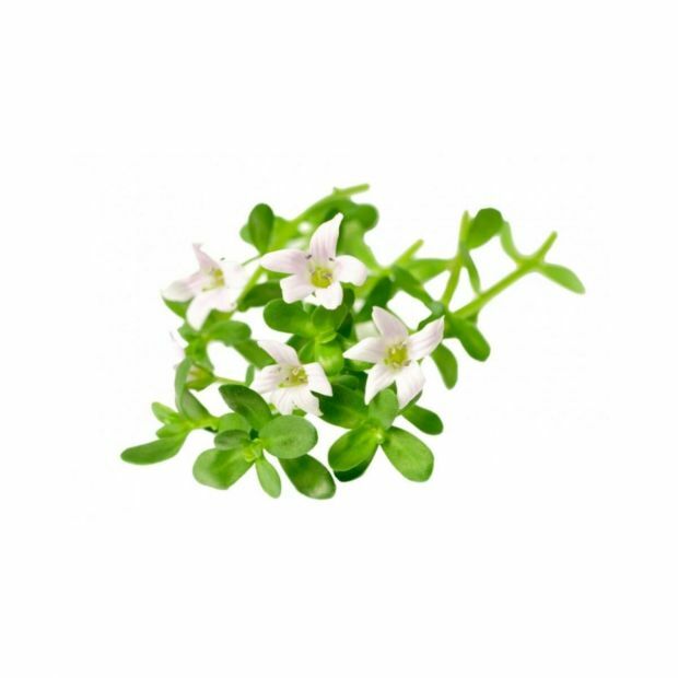 Bacopa Monnieri